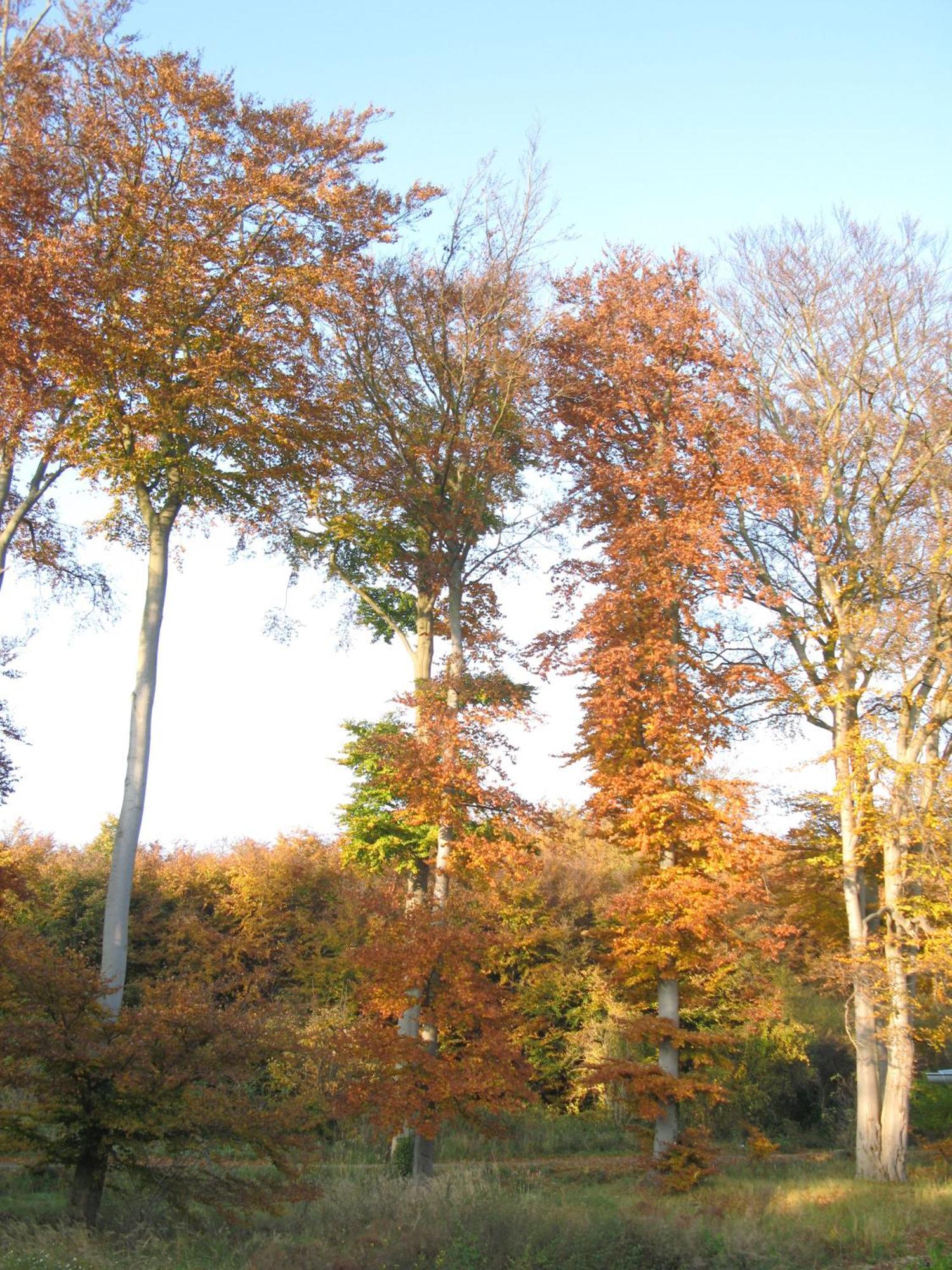 Ferienwohnungen Seevogel Koserow ภายนอก รูปภาพ