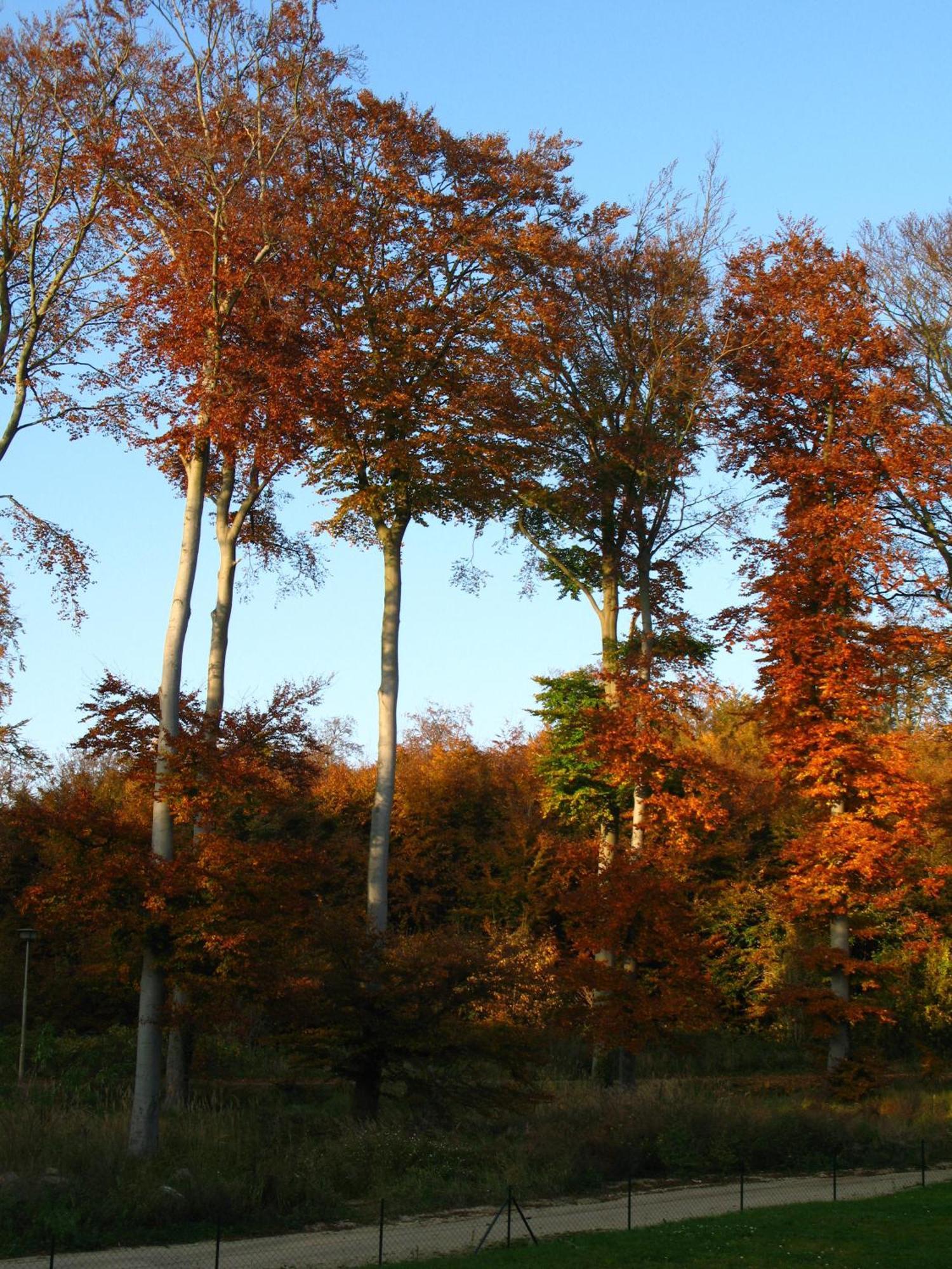 Ferienwohnungen Seevogel Koserow ภายนอก รูปภาพ